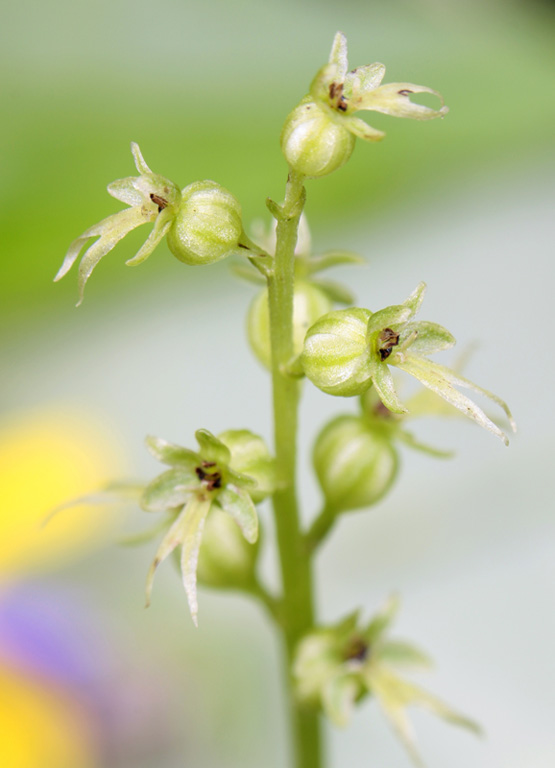 Listera cordata - chiara per forum.jpg