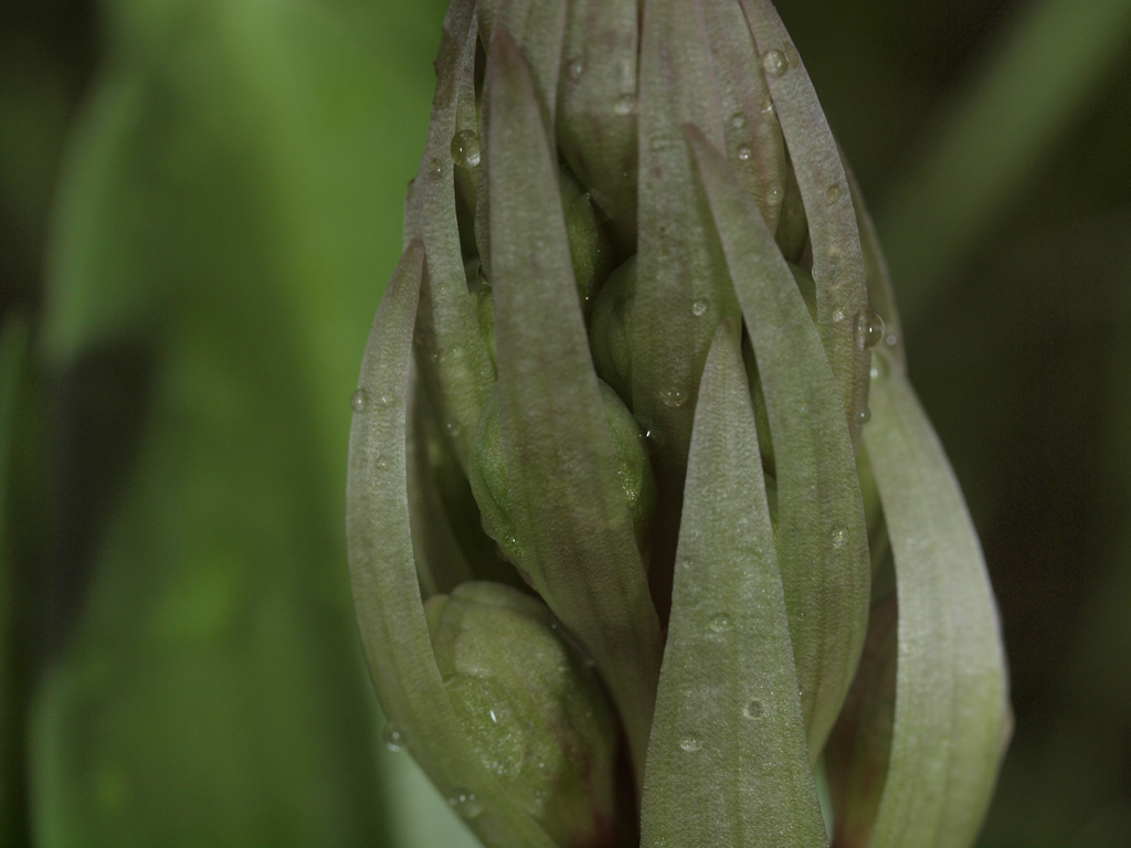 himantoglossum robertiano1.jpg