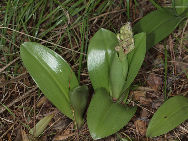 himantoglossum robertiano.jpg