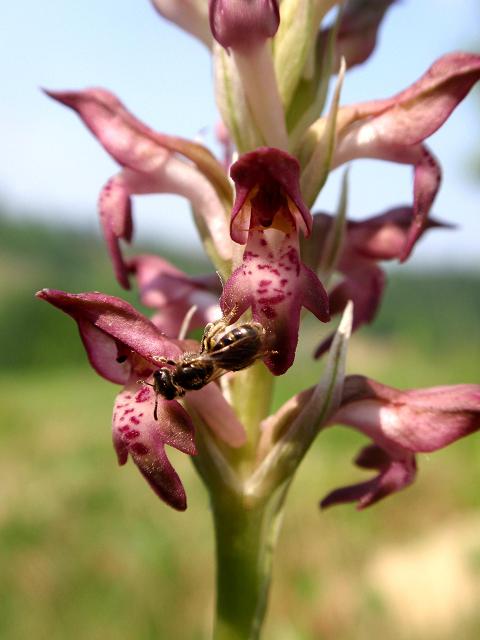 Lassioglossum sp. 1a.JPG