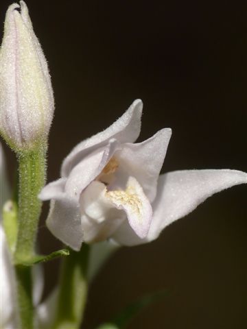 Ceph.rubra  apocr..JPG