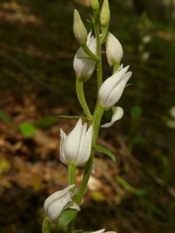 Ceph.rubra  apocr.JPG