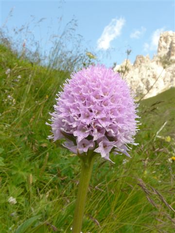 Traun. glob.  Passo Gardena  Bz. P1320684.JPG