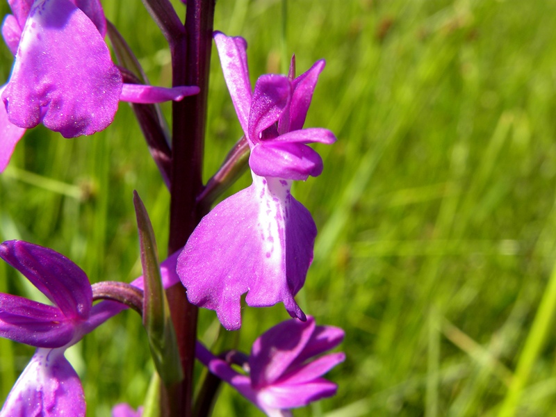 DSCN4133.JPG