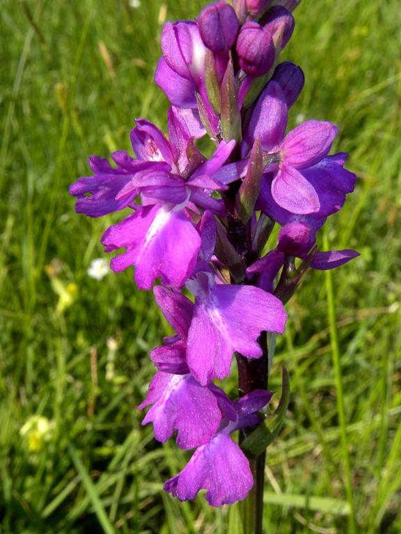 DSCN4220.JPG