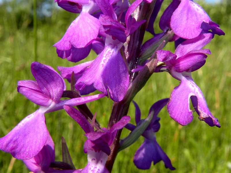 DSCN4246.JPG
