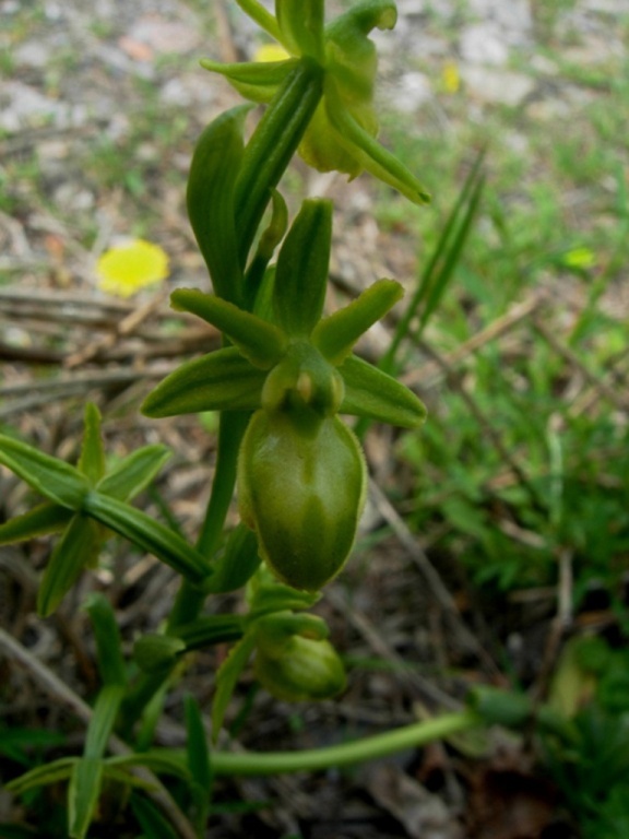 Ophrys sphegodes (5).jpg