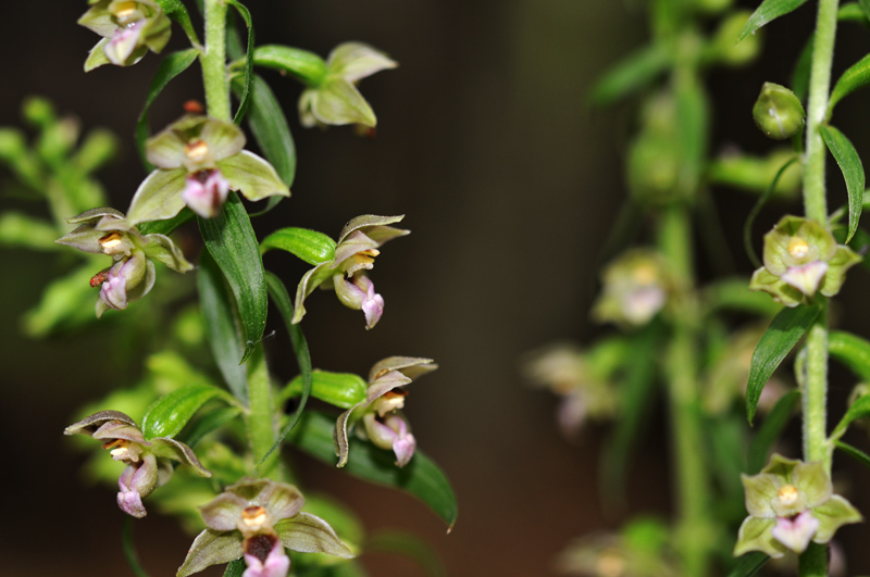 epipactis sp_03.jpg
