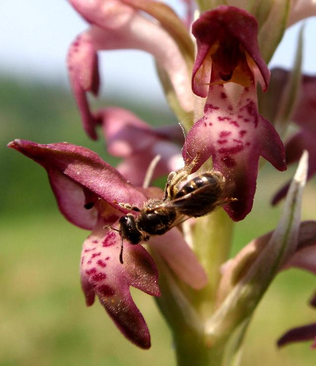 Lasioglossum sp.2.JPG