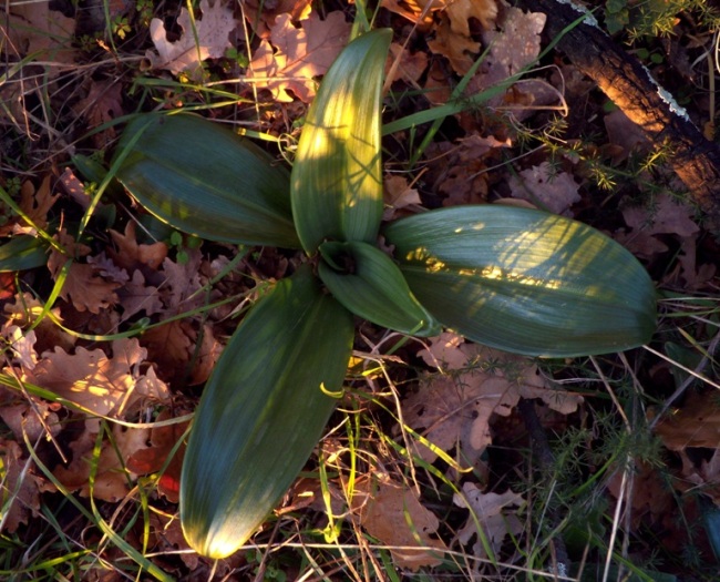 Orchis purpurea Huds..jpg