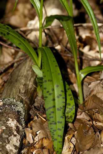 Dac 2011 spp 3996a.jpg