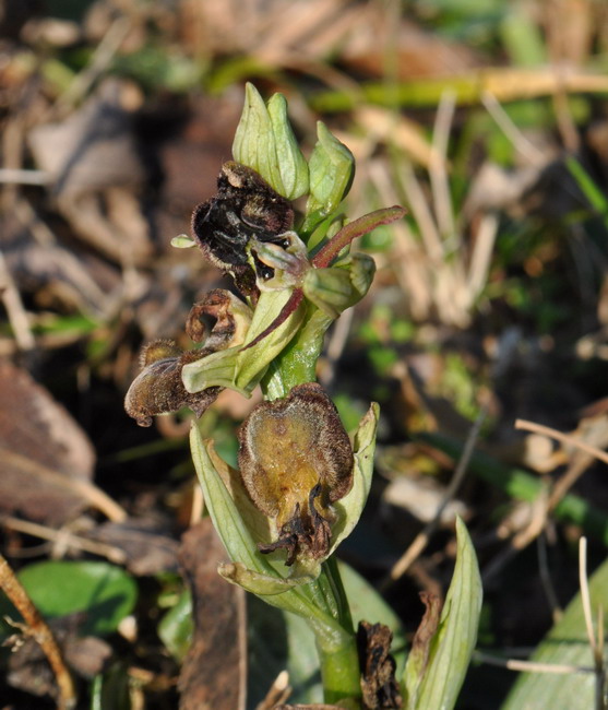 Ophrys sphegodes1.jpg