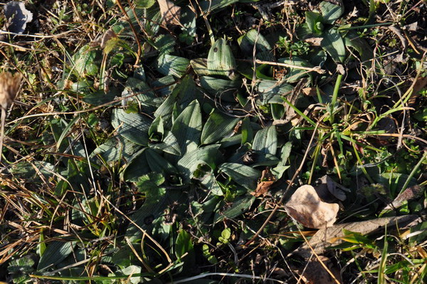 Ophrys sphegodes3.jpg