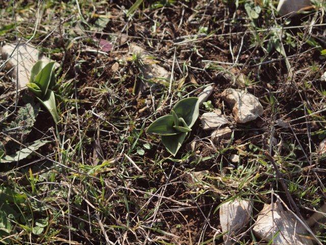 anacamptis collina (1).jpg
