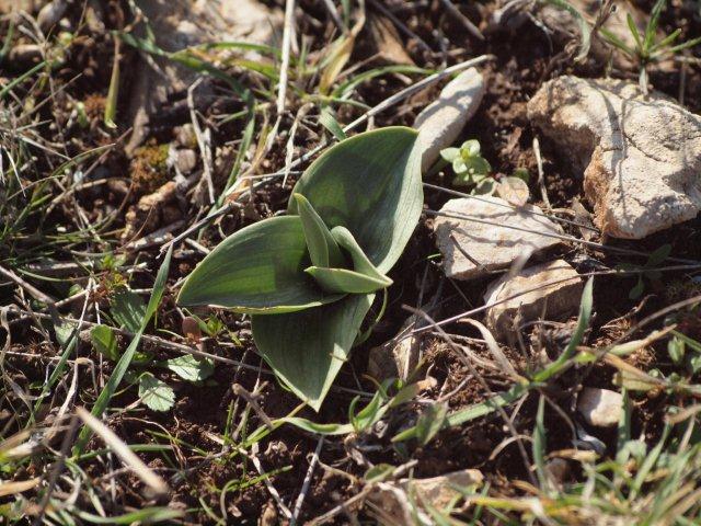 anacamptis collina (2).jpg