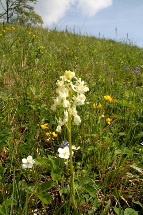 Orchis-provincialis-(8).jpg