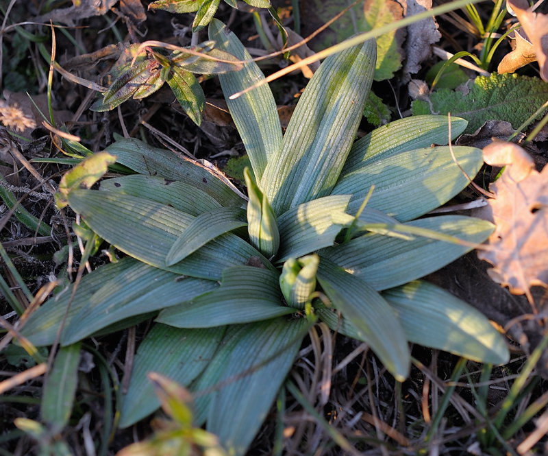 DSC_8471.jpg