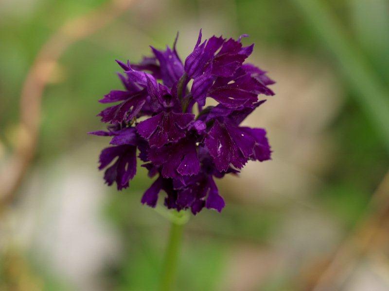 Neotinea tridentata viola bosco gravina (4).JPG