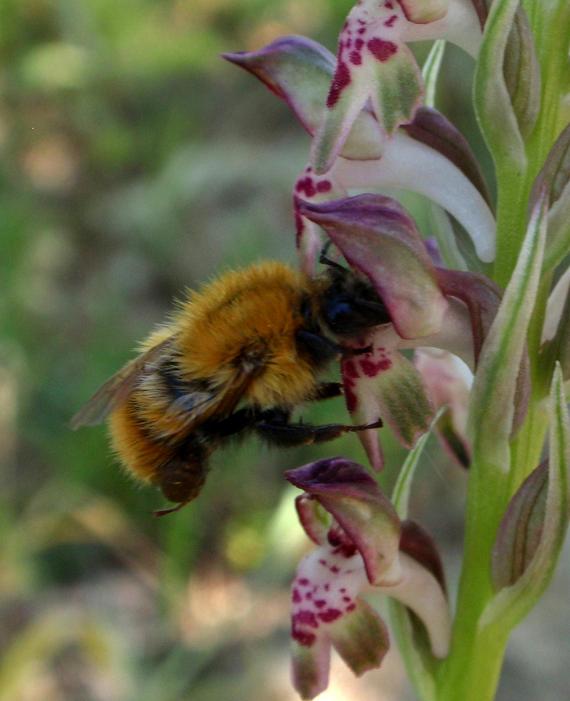 Bombus sp.1.JPG