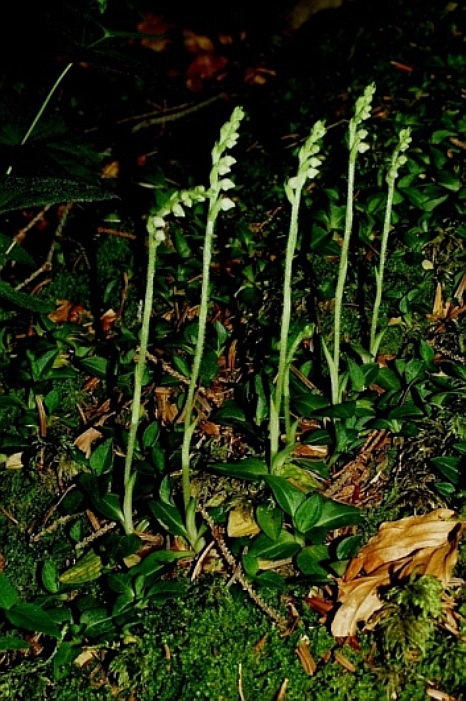 Goodyera repens 382.JPG