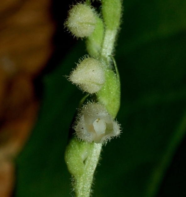 Goodyera repens 384 - Copia.JPG