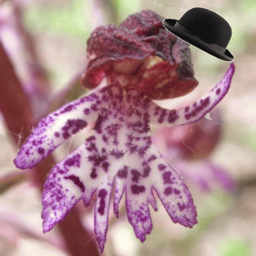 Orchis purpurea.gif