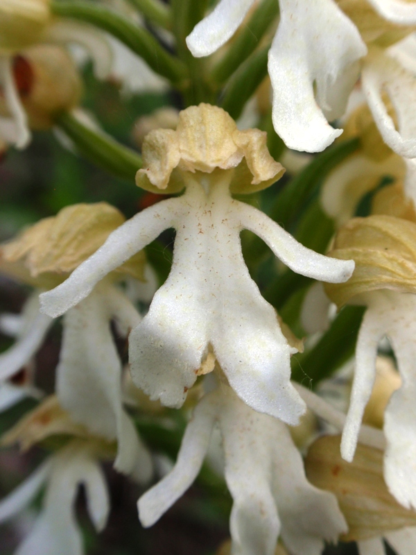 Orchis purpurea f. albida3.JPG