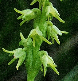 Herminium monorchis 012 - Copia.JPG