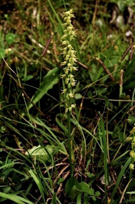 Herminium monorchis 195.JPG