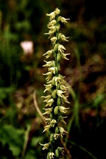 Herminium monorchis 196.JPG