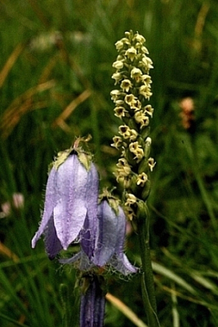 Pseudorchis albida + Campanula barbata 324.JPG