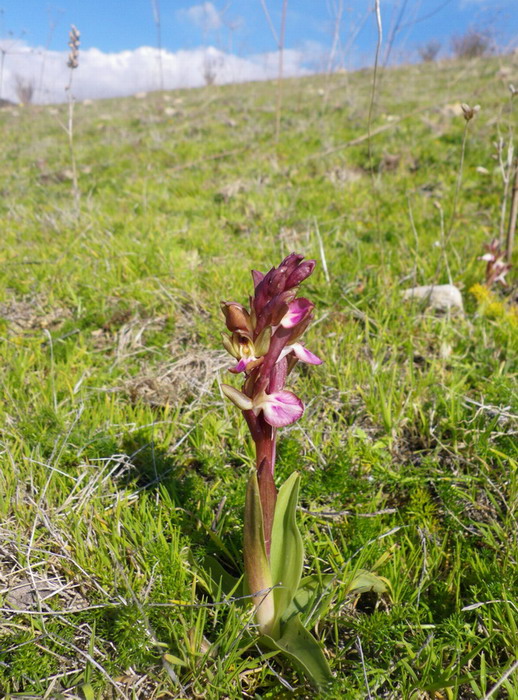 collina_09 febbraio_2012_700px.jpg