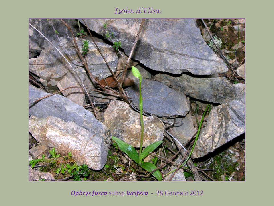 Ophrys luciferaC..jpg
