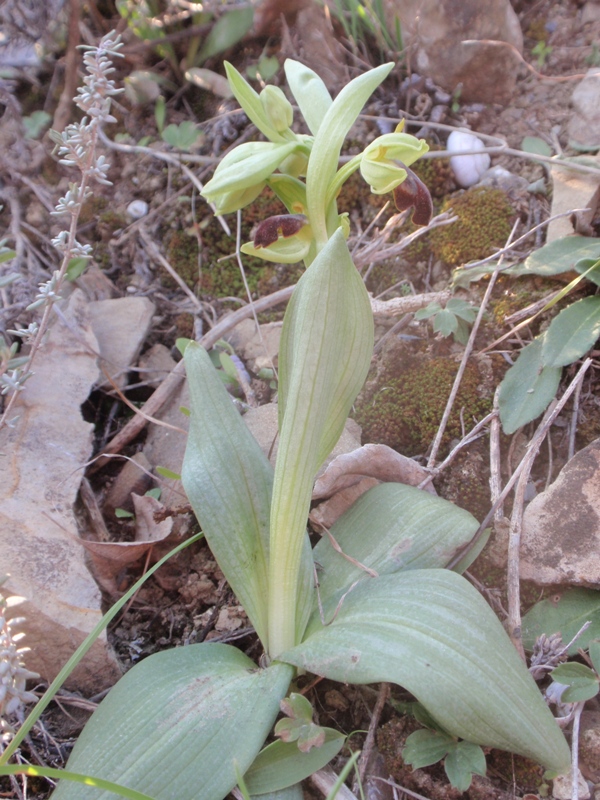 Ophrys forestieri.JPG