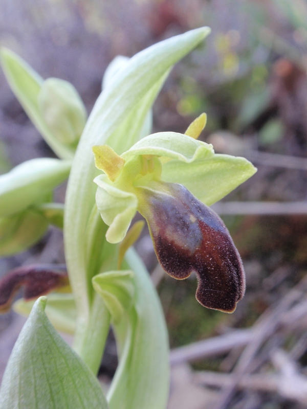 Ophrys forestieri 2.JPG