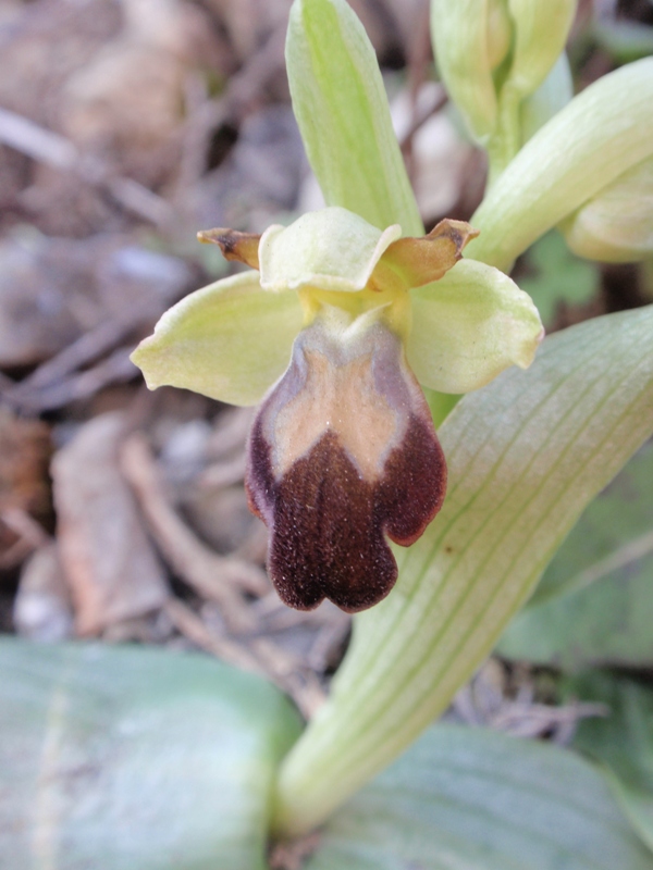 Ophrys forestieri 3.JPG