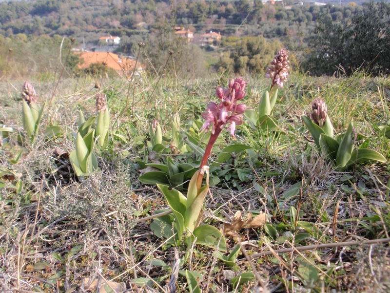 Barlia robertiana.JPG