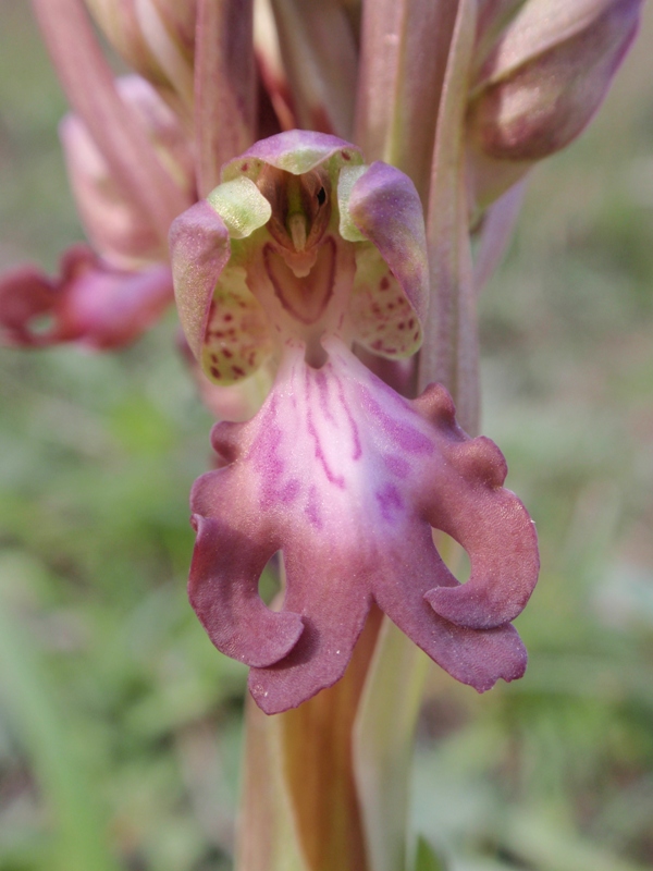 Barlia robertiana 6.JPG