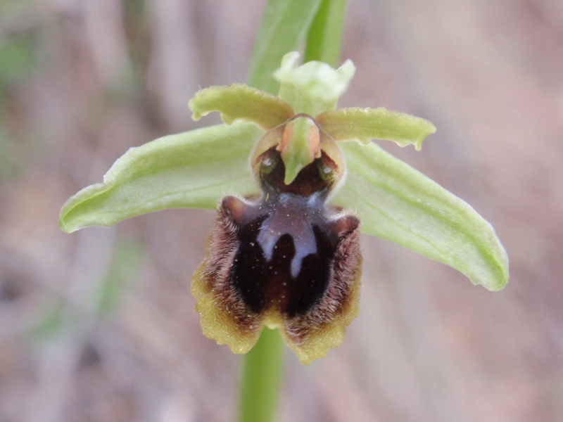 Ophrys sphegodes massiliensis 2.JPG