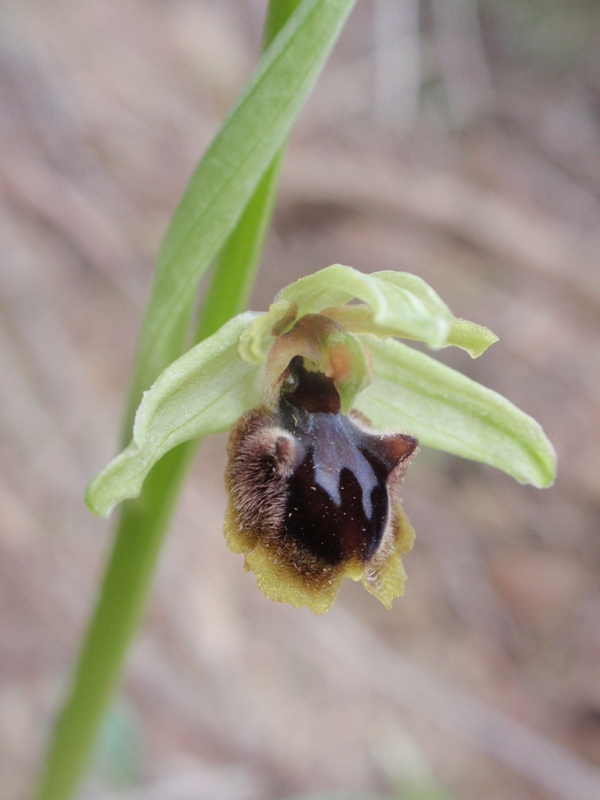 Ophrys sphegodes massiliensis 3.JPG