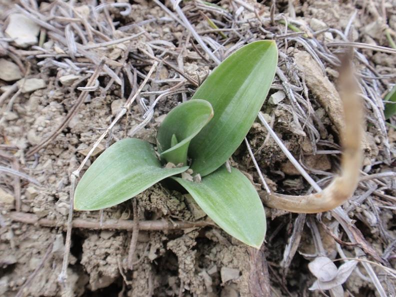 Orchis olbiensis rosette4.JPG