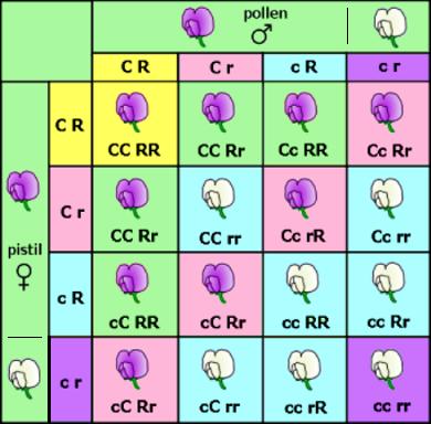 Incrocio mendeliano di due geni.JPG