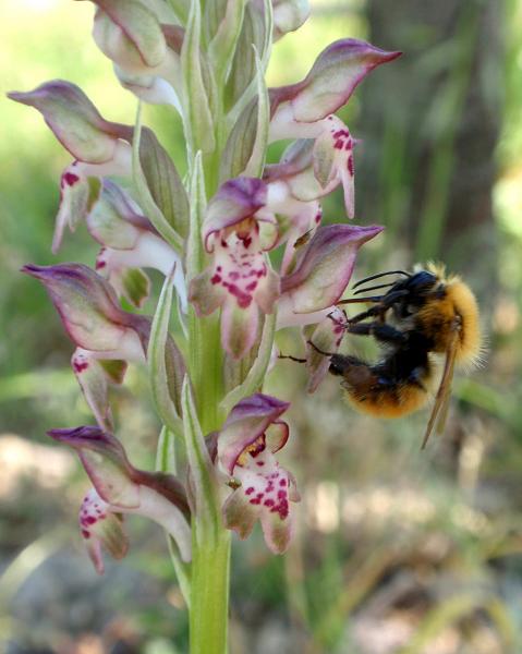 Bombus sp. 2.jpg