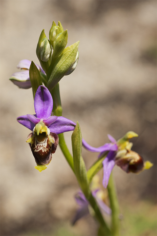 Ophrys 8.jpg