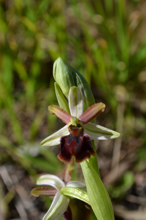 sphegodes 3.jpg