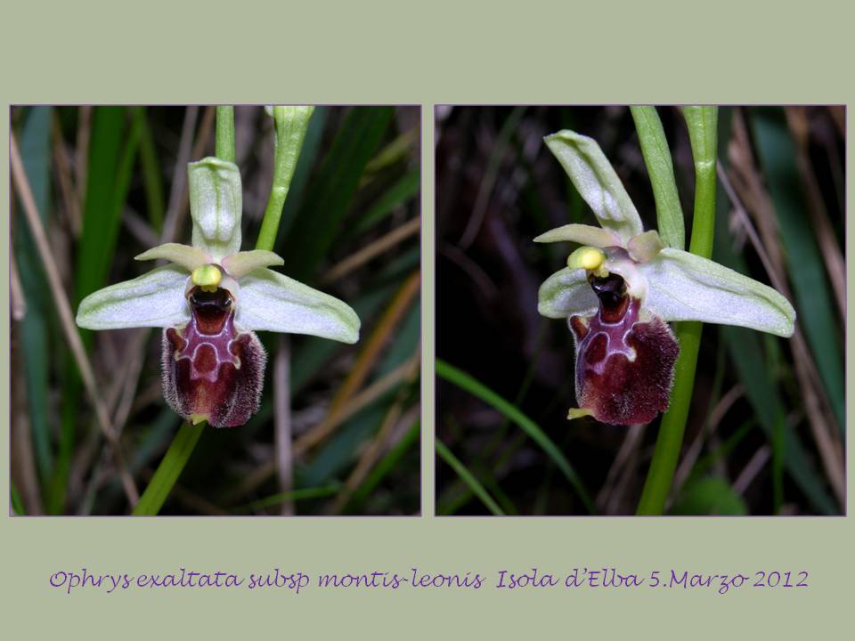 Ophrys exaltata subsp montis-leonis.jpg
