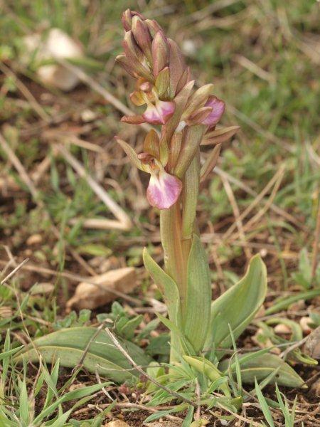 anacamptis collina.jpg