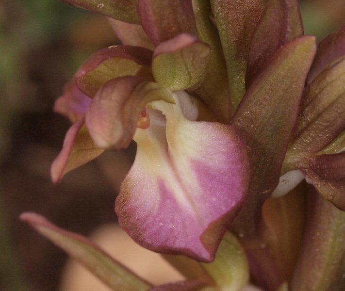 anacamptis collina1.jpg