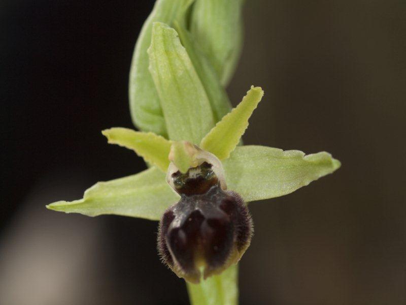 ophrys sphegodes.jpg