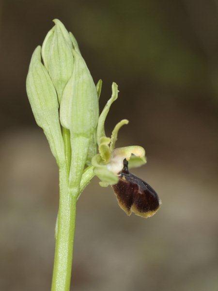 ophrys sphegode.jpg